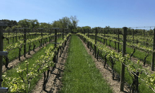 Cape May Winery- Montreal Beach Resort Packages