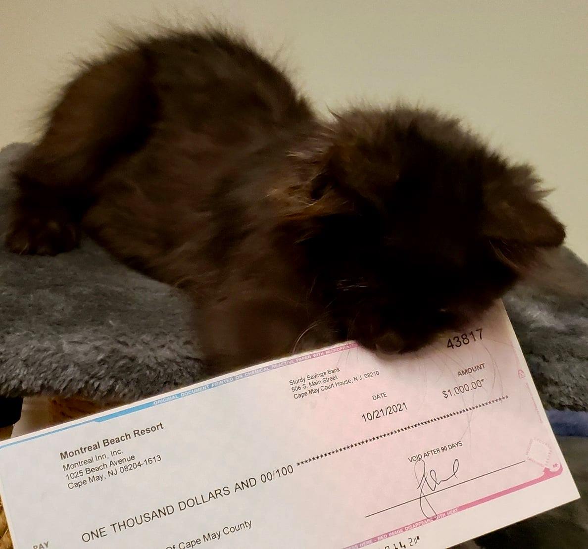 dark brown kitten with check from MBR